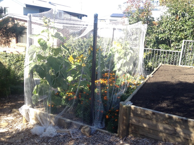 Sacrifical marigold crop will be turned in to soil to kill soilborne pests. Bird net essential to protect sunflowers.